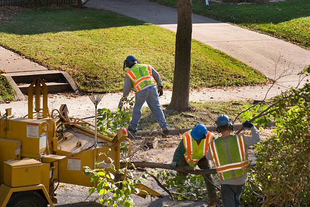 Best Lawn Edging  in Robbinsdale, MN